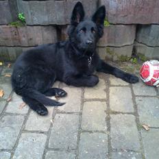 Schæferhund Alt Deutscher - Kenzo