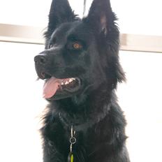 Schæferhund Alt Deutscher - Kenzo