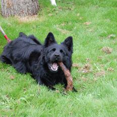 Schæferhund Alt Deutscher - Kenzo