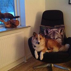 Islandsk fårehund Saga