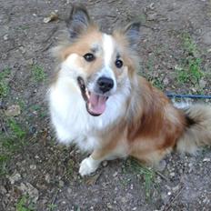 Islandsk fårehund Saga