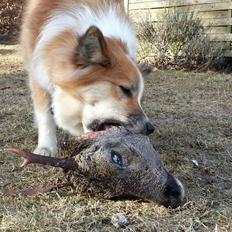 Islandsk fårehund Saga