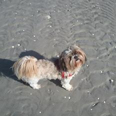 Shih tzu Ella