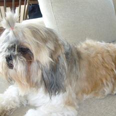 Shih tzu Ella