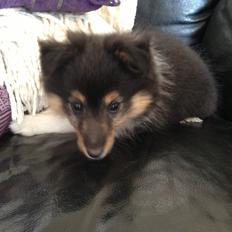 Shetland sheepdog Isla (Kræmer's Deep Blackwhite Dessa)