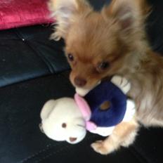 Blanding af racer Ziva... Pomeranian / chihuahua