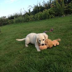 Golden retriever Emma