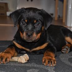 Rottweiler Frigg