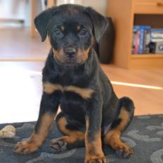 Rottweiler Frigg