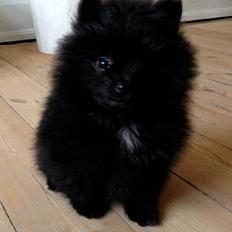 Pomeranian Liam