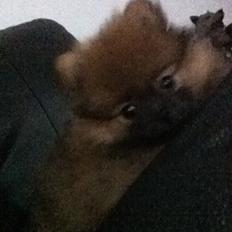 Pomeranian Stuart Jr.