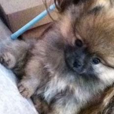Pomeranian Stuart Jr.