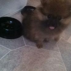 Pomeranian Stuart Jr.