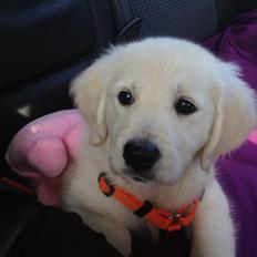 Golden retriever Fifi