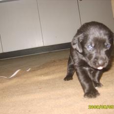 Labrador retriever Sussie