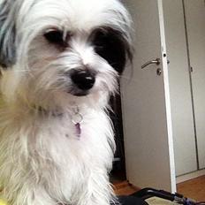 Blanding af racer Silke