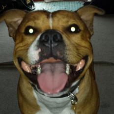 Staffordshire bull terrier Gizmo