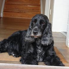 Cocker spaniel Rosa