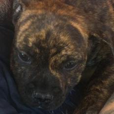 Staffordshire bull terrier Maximus Tommy's friend Carbonarastaff