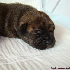 Staffordshire bull terrier Maximus Tommy's friend Carbonarastaff