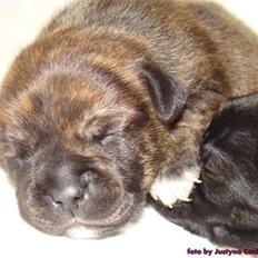 Staffordshire bull terrier Maximus Tommy's friend Carbonarastaff