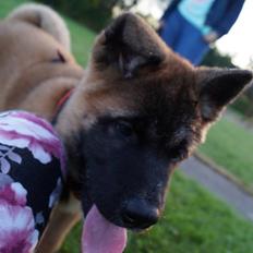 American Akita Paradise Girl of Hadjime-Yoshi's Seiko