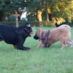 American Akita Paradise Girl of Hadjime-Yoshi's Seiko