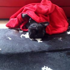 Fransk bulldog Anton