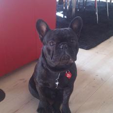 Fransk bulldog Anton