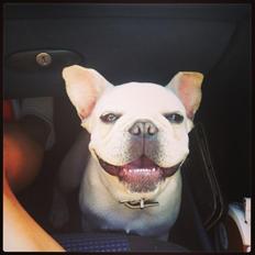 Fransk bulldog Kenzo