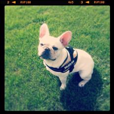 Fransk bulldog Kenzo