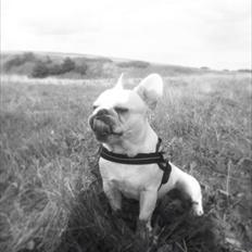 Fransk bulldog Kenzo