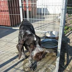 Ruhåret hønsehund Karmdal Elo (Kato)