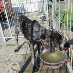 Ruhåret hønsehund Karmdal Elo (Kato)