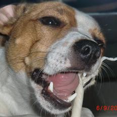 Dansk svensk gaardhund Liv