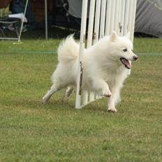 Japansk spids - Chiko