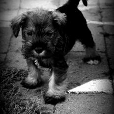 Dvaergschnauzer Anton