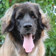 Leonberger Maggie