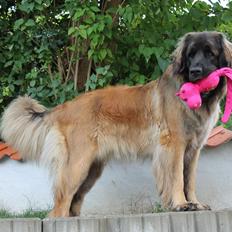 Leonberger Maggie