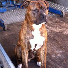 Blanding af racer Isam