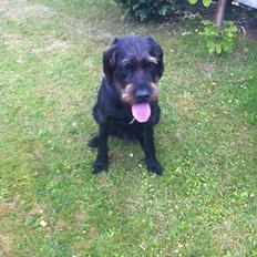 Blanding af racer Kala