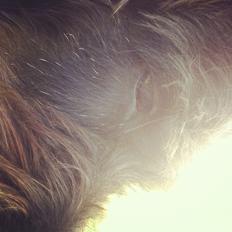 Blanding af racer Kala