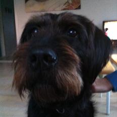 Blanding af racer Kala