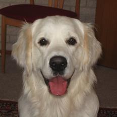 Golden retriever Peka's Zar aka Messi
