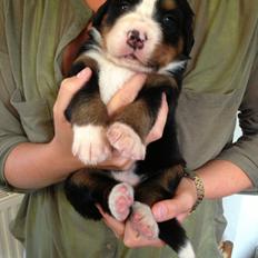 Berner sennenhund Øen's Berner Chaleesi