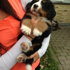 Berner sennenhund Øen's Berner Chaleesi