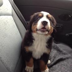 Berner sennenhund Øen's Berner Chaleesi