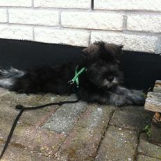 Dvaergschnauzer Skipper