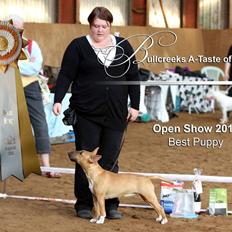 Bullterrier miniature Bullcreeks A Taste Of Honey 'Abby'