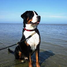 Grosser schweizer sennenhund Harras v.d. Weiakkers, kaldet Keiko